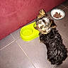 Titi participe au concours pour gagner de l'argent avec cette photo : dog, puppy, small_dog, shaggy_dog, long_hair, black_and_tan, pet, animal, tongue_out, looking_at_camera, food_bowl, water_bowl, pet_feeding, indoor, tiled_floor, red_couch, home, flash_photography, cute, portrait