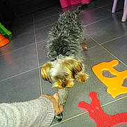 Titi participe au concours pour gagner de l'argent avec cette photo : dog, puppy, shaggy_fur, small_dog, toy, tug_of_war, playing, human_hand, indoor, tile_floor, colorful_toys, puzzle_mat, pink_playhouse, pet, companion_animal, long_hair, black_and_white_fur, brown_ears, action, photography