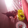 Titi a rejoint le concours — aidez-le/la à gagner de superbes lots ! puppy, dog, small_dog, toy_breed, fluffy, standing, pet, dog_food, food_bowl, water_bowl, yellow_bowl, tile_floor, indoor, sunlight, sunbeams, pink_chair, plate, home, feeding_area, cute