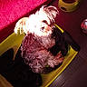 dog, puppy, small_dog, fluffy, long_hair, pet, animal, lying_down, dog_bed, yellow_bed, blanket, food_bowl, dog_food, toy_ball, indoor, tile_floor, red_background, resting, cute, portrait