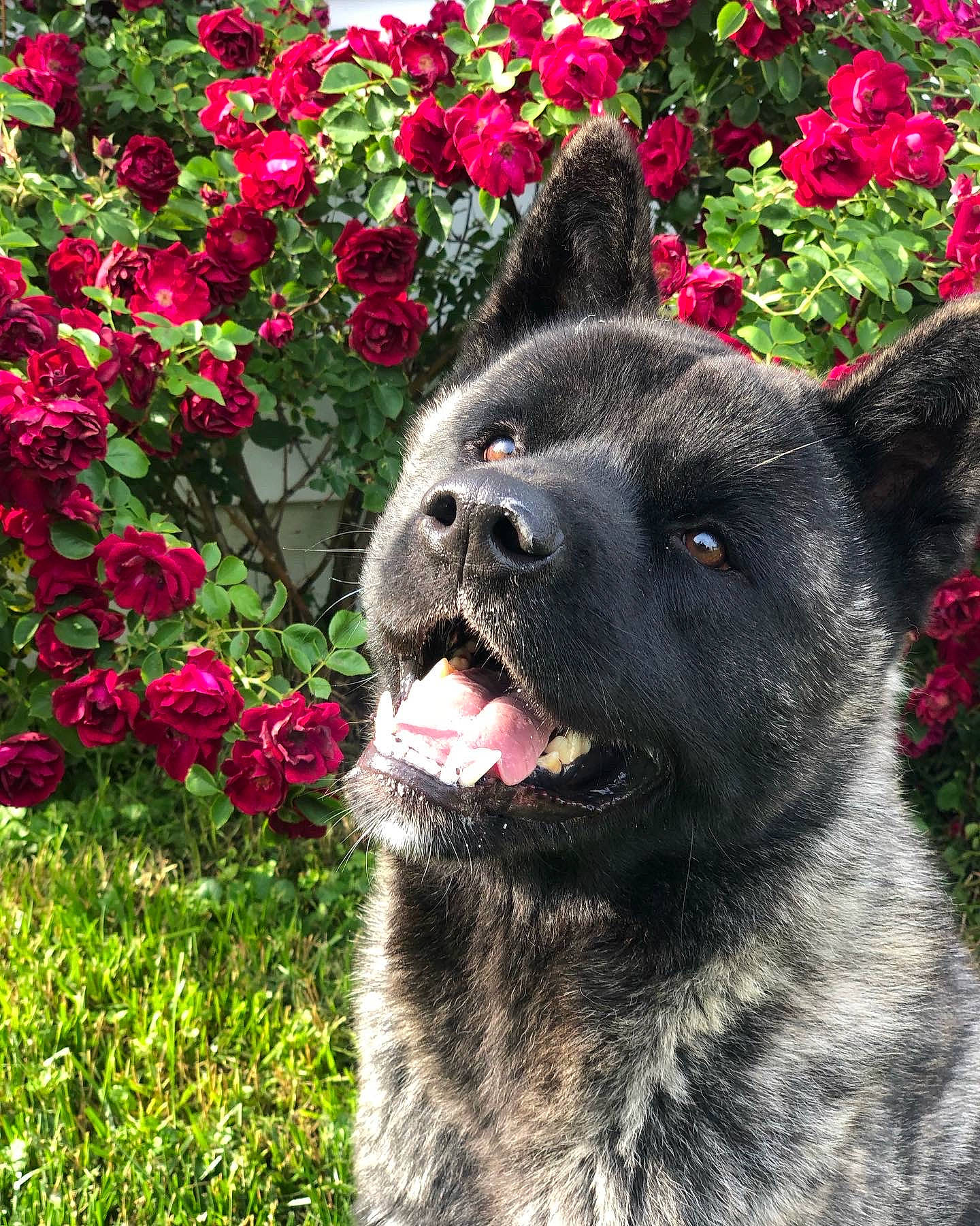 Darwin joined the competition — help win amazing prizes! annual_plant, canidae, carmine, carnivore, collar, companion_dog, dog, dog_breed, fawn, flower, flowering_plant, grass, groundcover, magenta, petal, plant, shrub, sporting_group, terrestrial_animal, working_animal