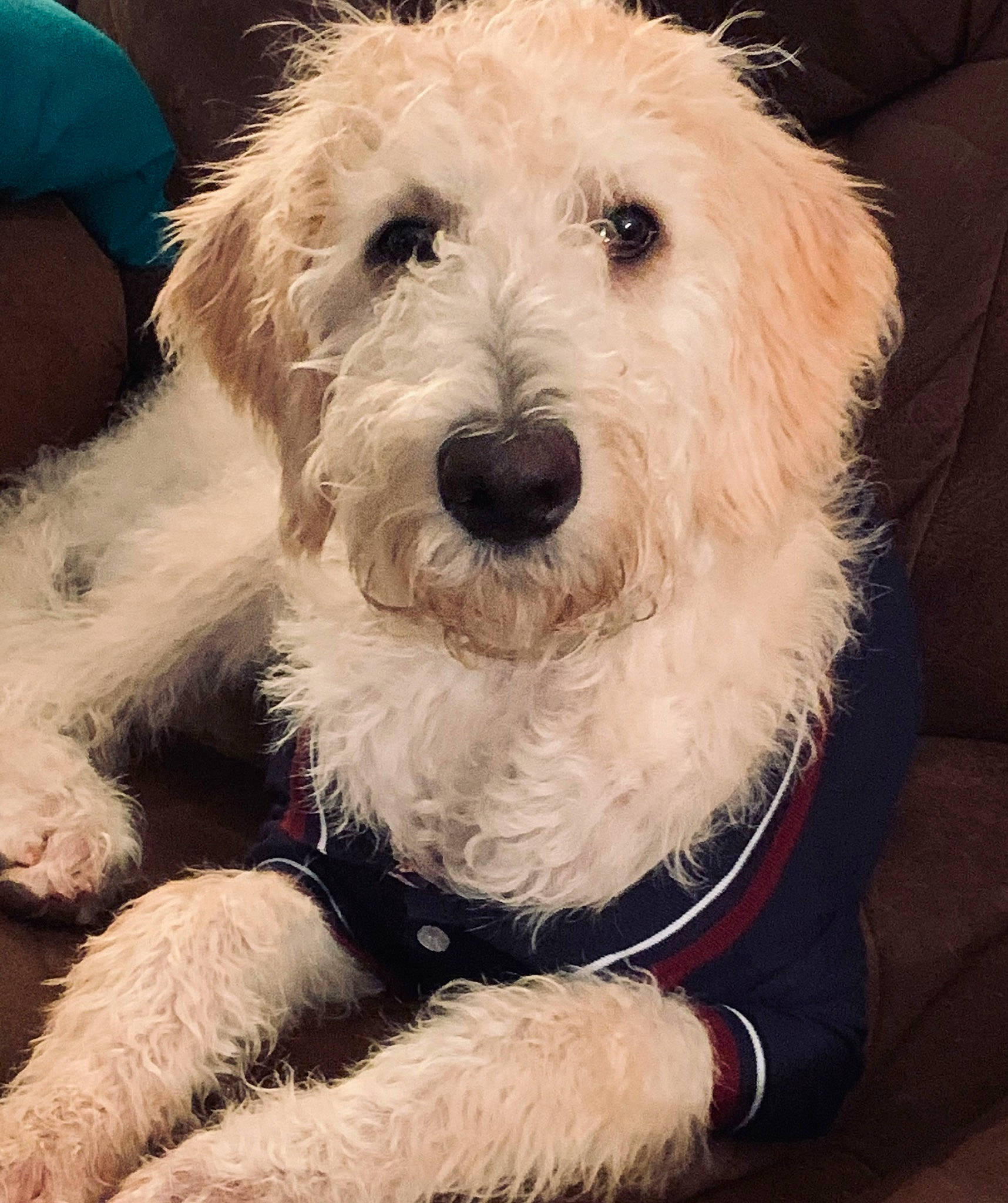 Oakley is registered to the contest to win money with this photo: canidae, carnivore, cloud, companion_dog, dog, dog_breed, dog_collar, eyewear, fur, glasses, happy, labradoodle, poodle, puppy_love, small_terrier, snout, sporting_group, terrier, toy_dog, working_animal