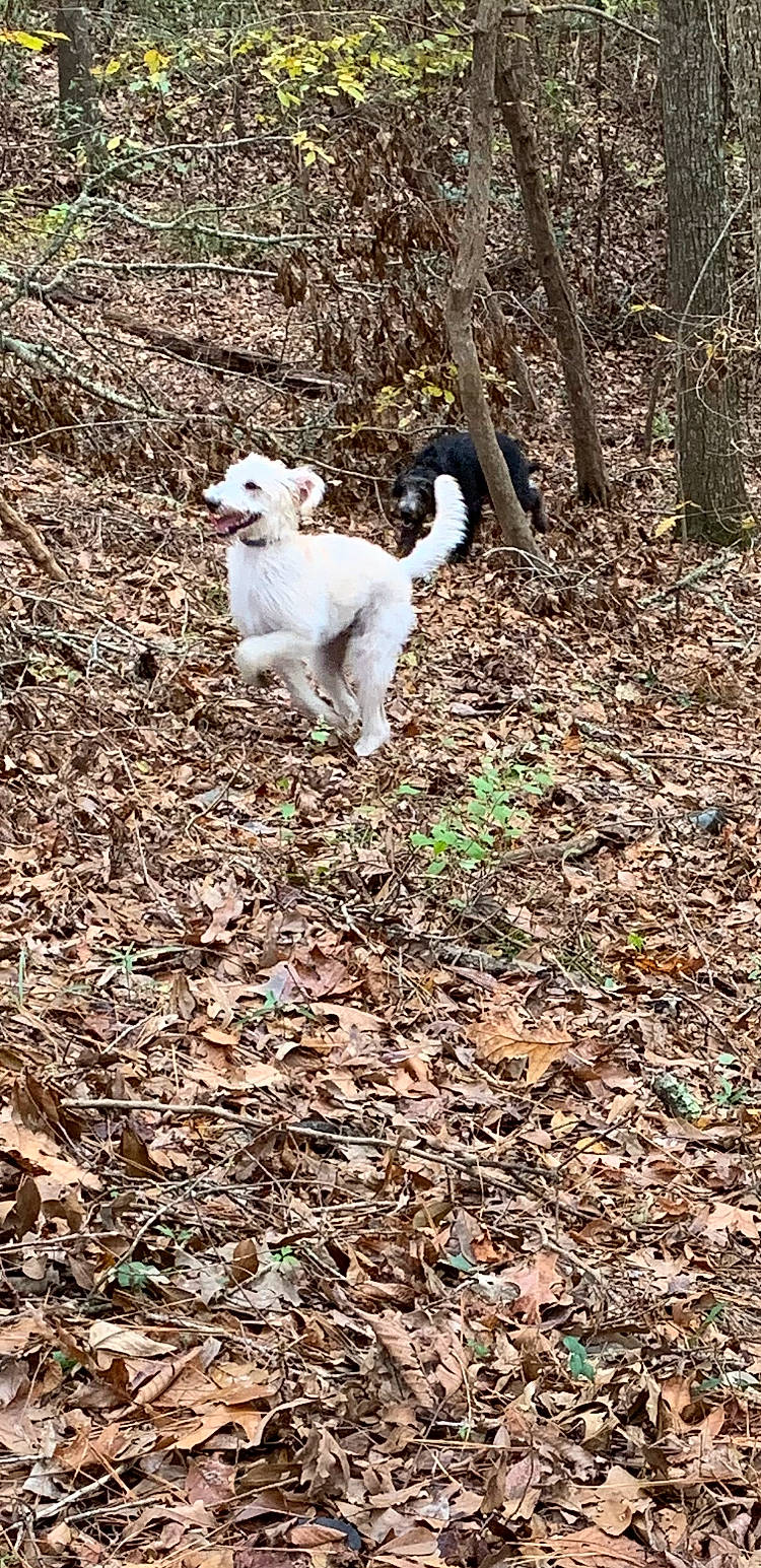 Oakley is registered to the contest to win money with this photo: autumn, canidae, carnivore, companion_dog, dog, dog_breed, fawn, forest, grass, leaf, plant, soil, sporting_group, tail, terrestrial_animal, tree, woodland, working_animal