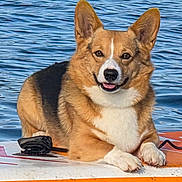 Bogey is registered to the contest to win money with this photo: animal, canine, corgi, dog, ears, floating, fur, happy, lake, nature, outdoor, paddleboard, pet, relaxed, resting, smiling, summer, sunlight, tongue, water