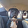 Oreo is registered to the contest to win money with this photo: alert, animal, backseat, black_and_white, car_interior, collar, dog, domestic_animal, ears, fur, headrest, looking_up, mammal, nose, pet, seat, sitting, sunlight, tag, window