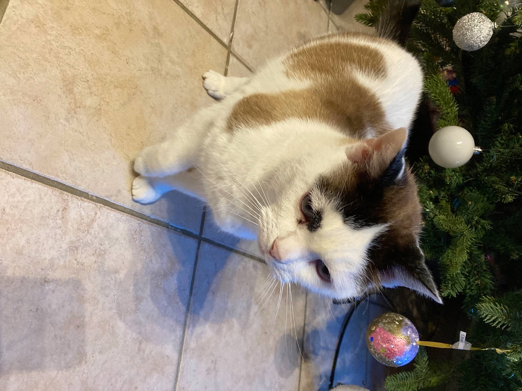 Boubou a rejoint le concours — aidez-le/la à gagner de superbes lots ! canidae, carnivore, cat, collar, companion_dog, dog_breed, domestic_short_haired_cat, fawn, felidae, flooring, fur, grass, small_to_medium_sized_cats, snout, sporting_group, tableware, tail, tile_flooring, whiskers, wood