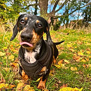 Lola-Rae joined the competition — help win amazing prizes! dog, dachshund, tongue_out, black_coat, harness, grass, leaves, autumn, outdoor, tree, path, nature, sunny, closeup, pet, animal, playful, cute, portrait, daylight