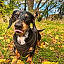 dog, dachshund, tongue_out, black_coat, harness, grass, leaves, autumn, outdoor, tree, path, nature, sunny, closeup, pet, animal, playful, cute, portrait, daylight