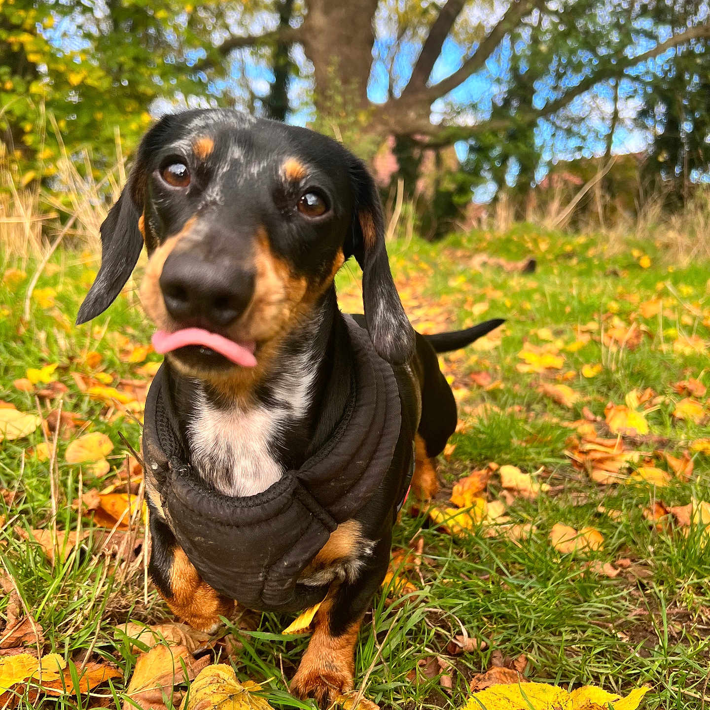 Lola-Rae joined the competition — help win amazing prizes! animal, autumn, black_coat, closeup, cute, dachshund, daylight, dog, grass, harness, leaves, nature, outdoor, path, pet, playful, portrait, sunny, tongue_out, tree
