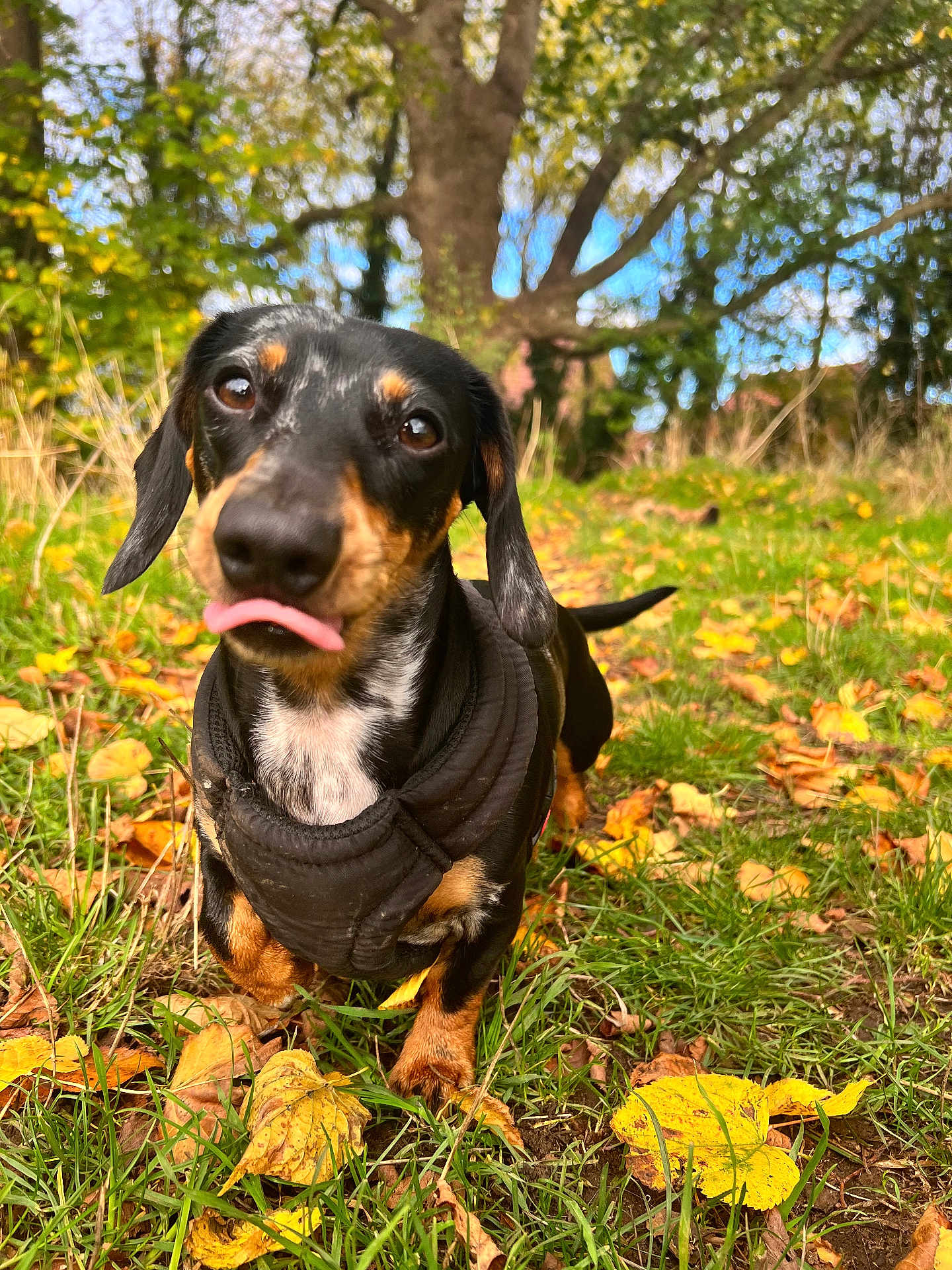 Lola-Rae joined the competition — help win amazing prizes! dog, dachshund, tongue_out, black_coat, harness, grass, leaves, autumn, outdoor, tree, path, nature, sunny, closeup, pet, animal, playful, cute, portrait, daylight