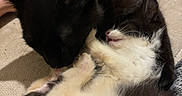 Mavis is registered to the contest to win money with this photo: abyssinian, animal, blackcat, cat, clothing, couch, footwear, furniture, hardwood, kitten, manx, pet, plywood, shoe, siamese, wood