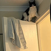 Mavis is registered to the contest to win money with this photo: alert, animal, black, black_and_white, cat, ceiling, climbing, curious, door, feline, fur, home, indoor, light, perched, pet, shadow, towel, wall, white