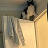 alert, animal, black, black_and_white, cat, ceiling, climbing, curious, door, feline, fur, home, indoor, light, perched, pet, shadow, towel, wall, white