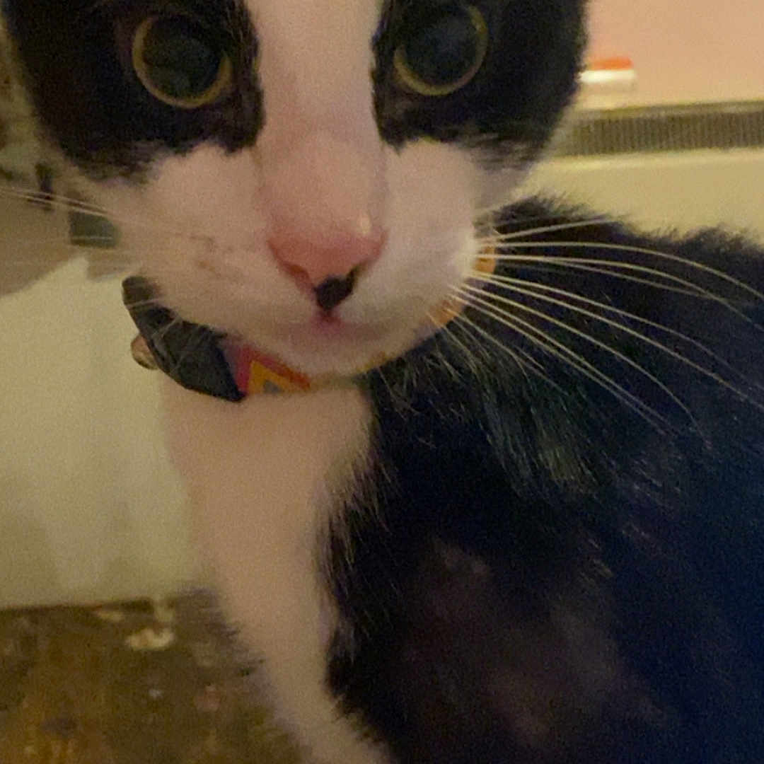 Felix