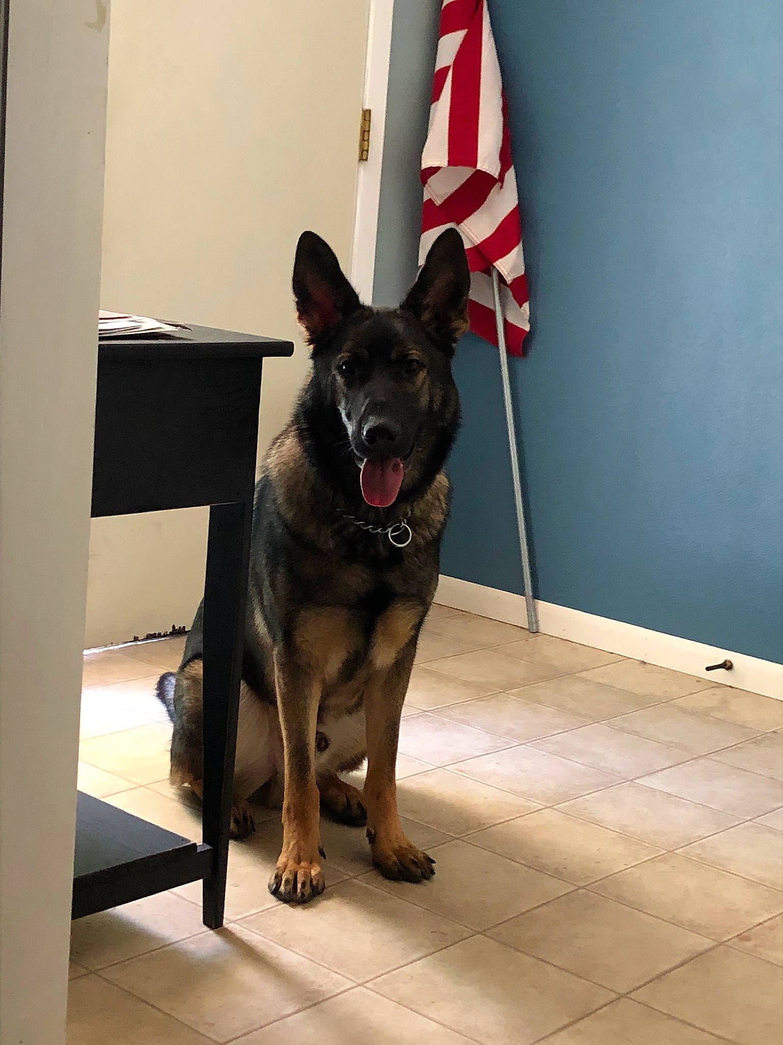 Moose is registered to the contest to win money with this photo: belgian_shepherd, canidae, carnivore, dog, dog_breed, east_european_shepherd, german_shepherd_dog, king_shepherd, kunming_wolfdog, mammal, norwegian_elkhound, old_german_shepherd_dog, police_dog, rare_breed_dog, shiloh_shepherd_dog, snout, vertebrate, working_dog