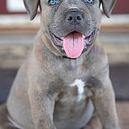 Pj Leon Presley joined the competition — help win amazing prizes! puppy, dog, blue_eyes, tongue_out, close_up, cute, pet, animal, furry, sitting, young, domestic_animal, mammal, portrait, friendly, indoor, soft_focus, nose, whiskers, pink_tongue