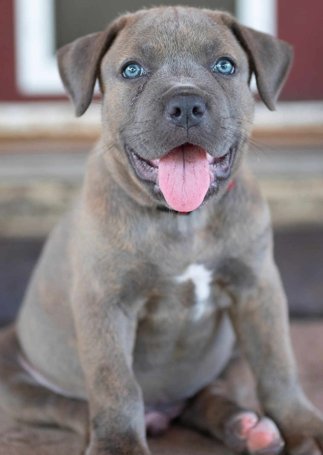 Pj Leon Presley joined the competition — help win amazing prizes! puppy, dog, blue_eyes, tongue_out, close_up, cute, pet, animal, furry, sitting, young, domestic_animal, mammal, portrait, friendly, indoor, soft_focus, nose, whiskers, pink_tongue