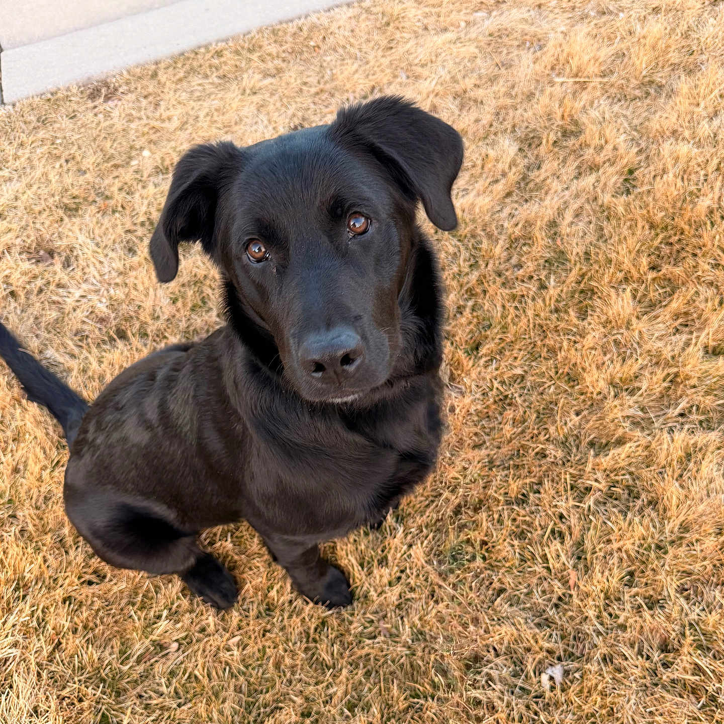 Kylo