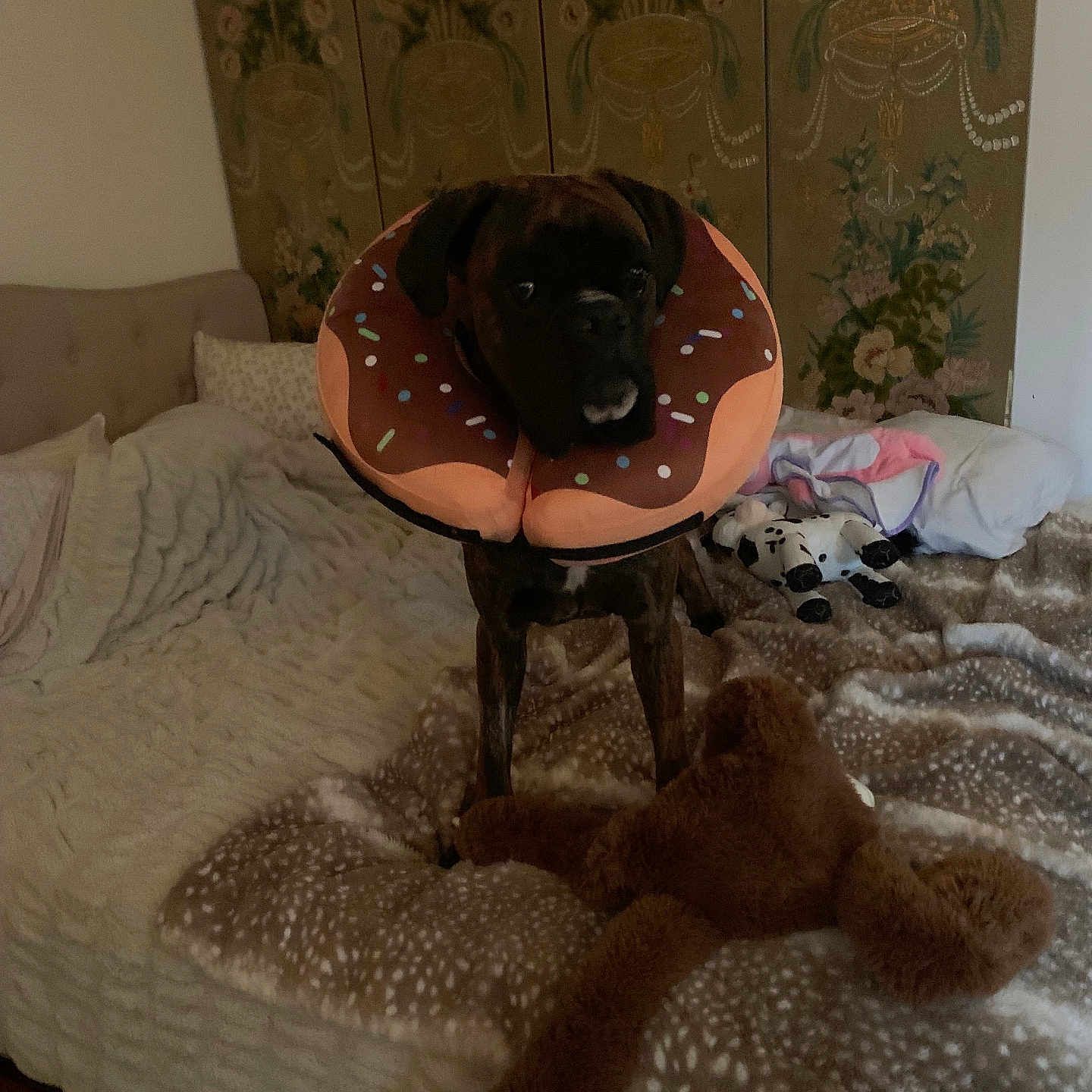 Maxwell is registered to the contest to win money with this photo: animal, bed, bedroom, blanket, canine, couch, cushion, dog, dogbed, furniture, homedecor, hound, indoors, interiordesign, labradorretriever, pet, pointer, puppy, room, toy
