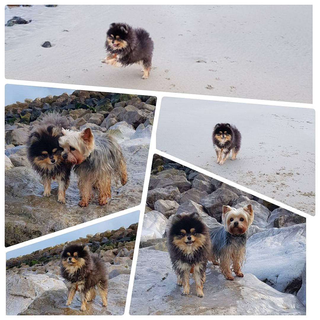 Toon'S a rejoint le concours — aidez-le/la à gagner de superbes lots ! ancient_dog_breeds, australian_shepherd, canadian_eskimo_dog, canidae, carnivore, dog, dog_breed, greenland_dog, mammal, northern_inuit_dog, rare_breed_dog, seppala_siberian_sleddog, street_dog, vertebrate, working_dog