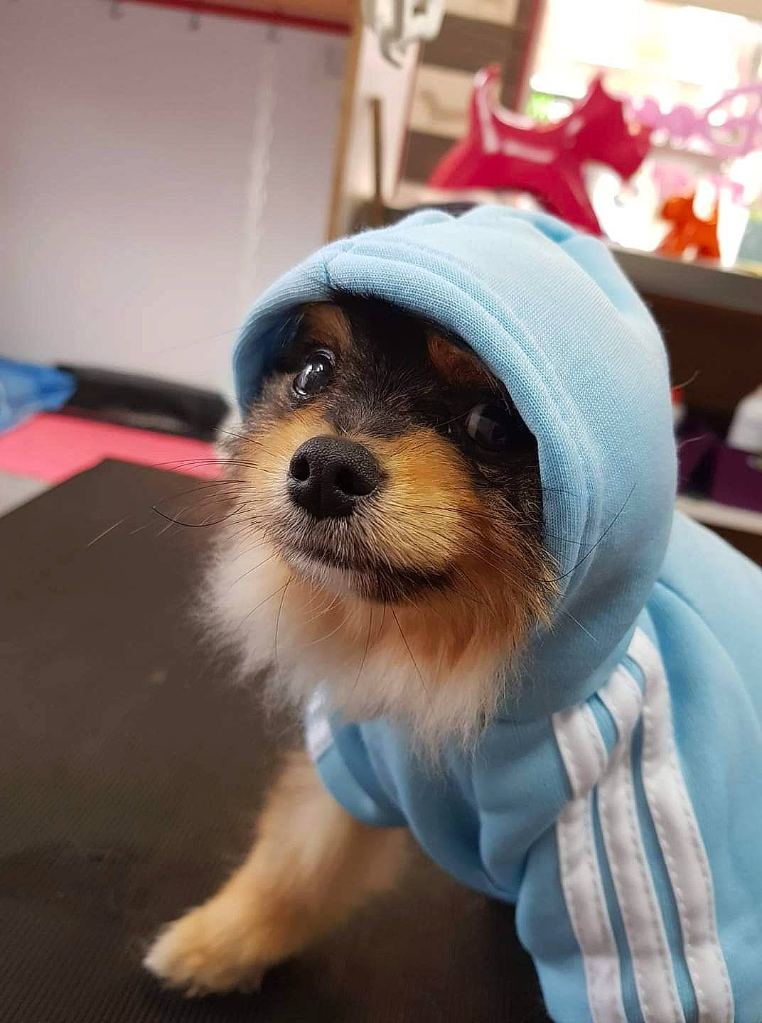 Toon'S participe au concours pour gagner de l'argent avec cette photo : canidae, carnivore, chinese_imperial_dog, companion_dog, dog, dog_breed, dog_clothes, lhasa_apso, morkie, puppy, puppy_love, rare_breed_dog, shih_tzu, small_terrier, snout, terrier, toy_dog, yorkipoo, yorkshire_terrier