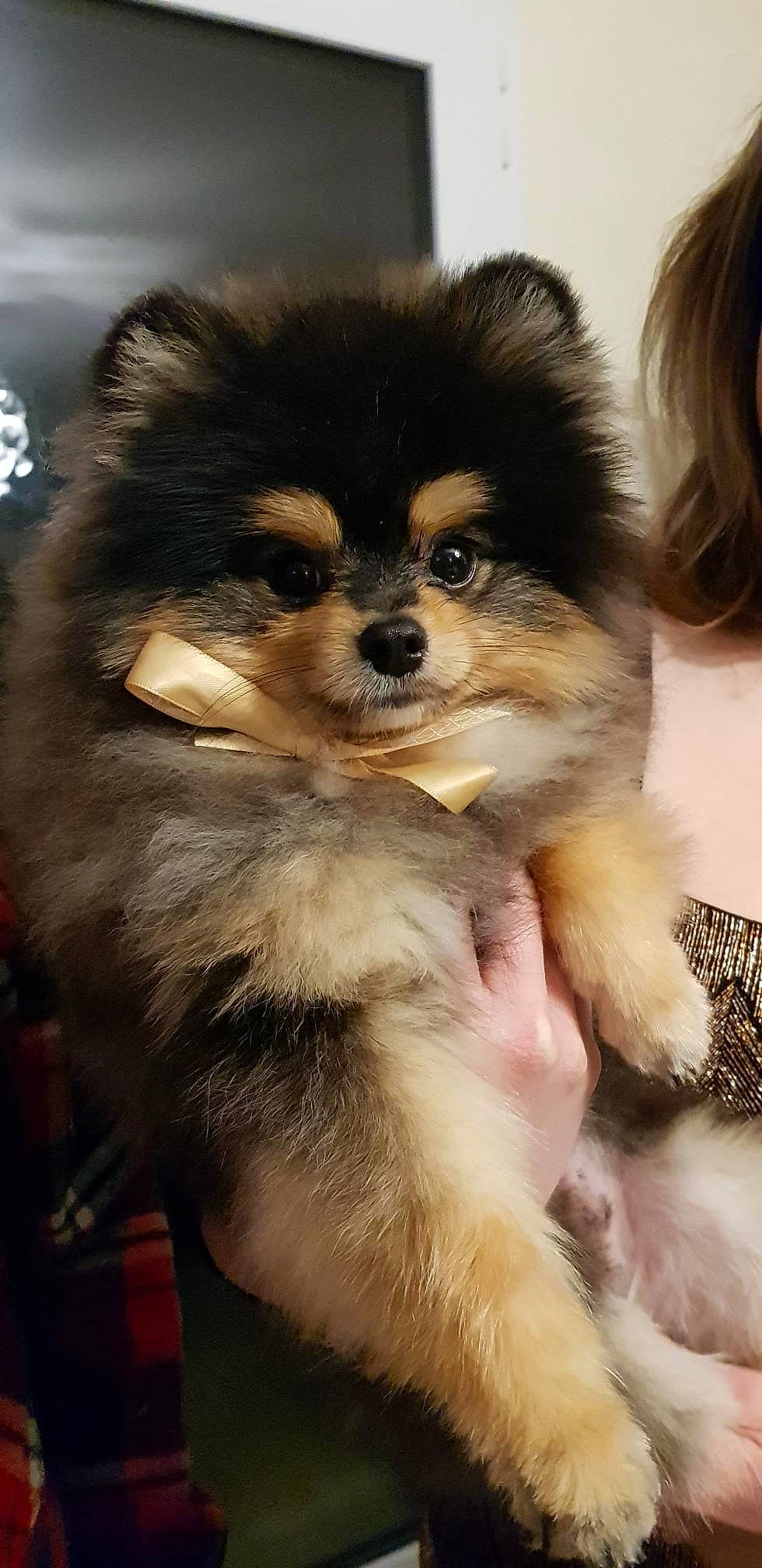 Toon'S participe au concours pour gagner de l'argent avec cette photo : ancient_dog_breeds, canidae, carnivore, companion_dog, dog, dog_breed, fur, german_spitz, german_spitz_klein, mammal, morkie, non_sporting_group, pomeranian, puppy, puppy_love, rare_breed_dog, snout, spitz, toy_dog, vertebrate