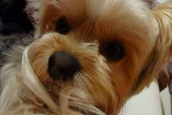 Chupa participe au concours pour gagner de l'argent avec cette photo : canidae, carnivore, cavapoo, chinese_imperial_dog, companion_dog, dog, dog_breed, kyi_leo, lhasa_apso, maltepoo, mammal, morkie, puppy, puppy_love, shih_tzu, small_terrier, snout, tibetan_terrier, vertebrate, yorkshire_terrier