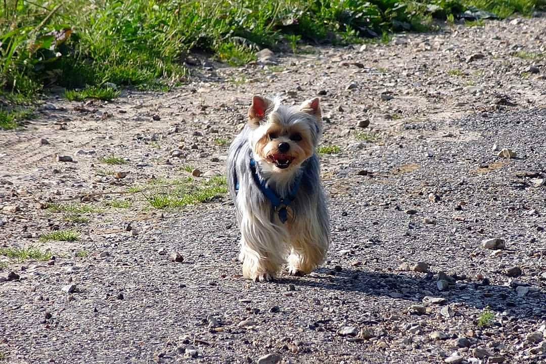 Chupa a rejoint le concours — aidez-le/la à gagner de superbes lots ! australian_silky_terrier, biewer_terrier, cairn_terrier, canidae, carnivore, companion_dog, dog, dog_breed, fawn, mammal, norwich_terrier, sporting_group, terrier, toy_dog, vertebrate, yorkshire_terrier