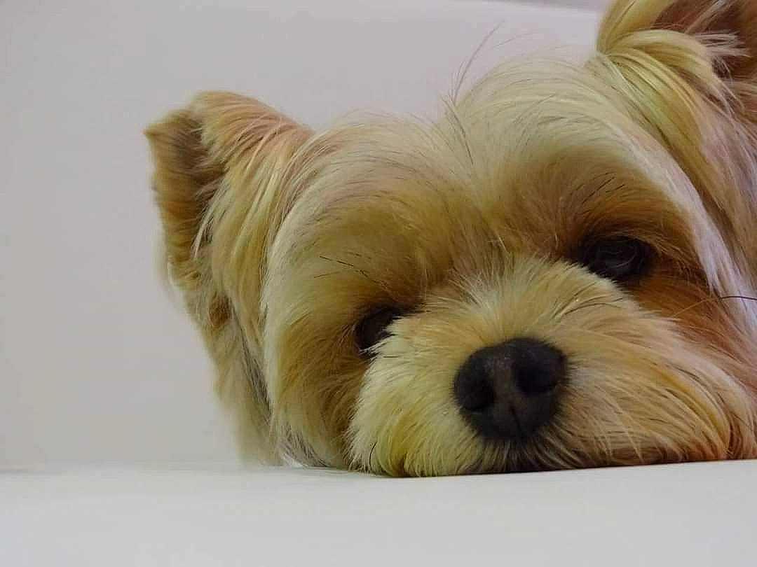 Chupa a rejoint le concours — aidez-le/la à gagner de superbes lots ! australian_silky_terrier, biewer_terrier, canidae, carnivore, chinese_imperial_dog, companion_dog, dog, dog_breed, lhasa_apso, maltepoo, mammal, morkie, puppy, rare_breed_dog, small_terrier, snout, terrier, toy_dog, vertebrate, yorkshire_terrier