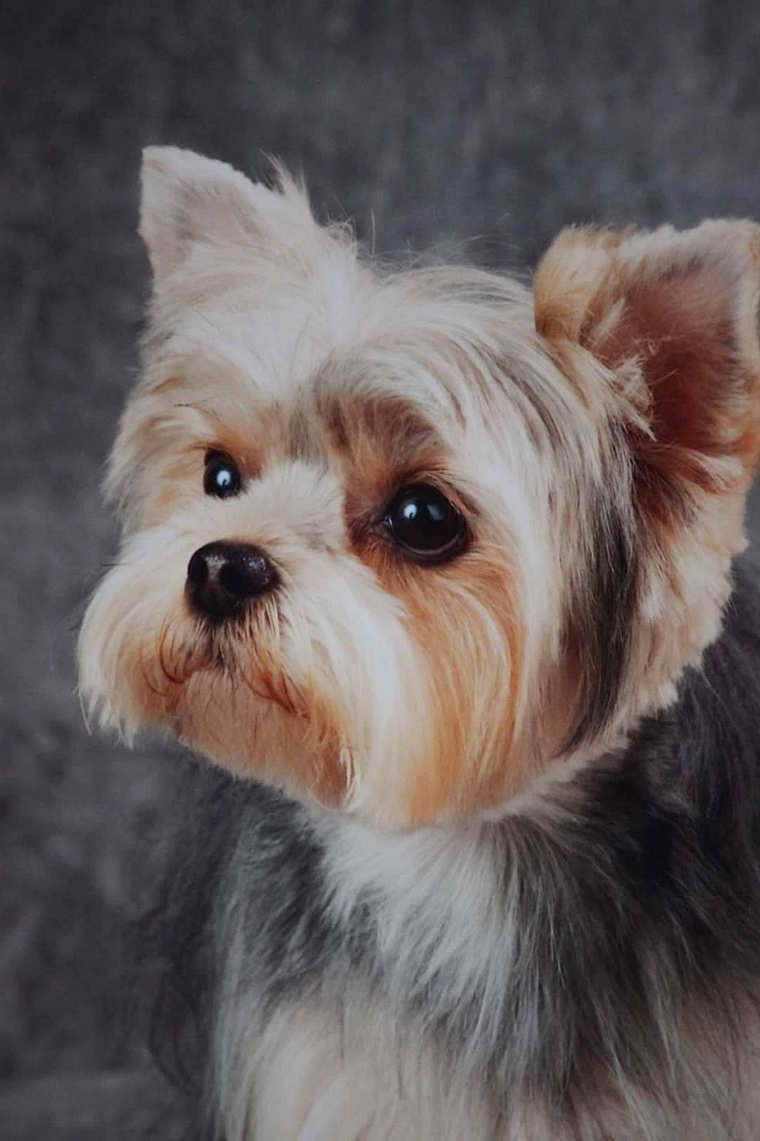 Chupa participe au concours pour gagner de l'argent avec cette photo : biewer_terrier, canidae, carnivore, chinese_imperial_dog, close_up, companion_dog, dog, dog_breed, lowchen, maltepoo, mammal, morkie, puppy, rare_breed_dog, small_terrier, snout, terrier, toy_dog, vertebrate, yorkshire_terrier