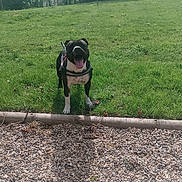 Assia participe au concours pour gagner de l'argent avec cette photo : dog, grass, outdoor, sunlight, harness, black_and_white, happy, tongue_out, trees, building, gravel, nature, pet, daytime, canine, park, greenery, animal, playful, field