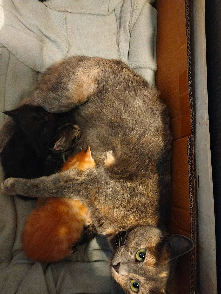 animal, black_cat, blanket, box, cat, cozy, cuddling, cute, family, feline, fur, indoor, kitten, mother_cat, nestling, orange_kitten, pet, resting, sleeping, tabby