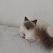 Bouboum a rejoint le concours — aidez-le/la à gagner de superbes lots ! animal, blue_eyes, cat, cute, domestic, feline, fluffy, indoor, long_hair, mammal, pet, playful, relaxed, resting, ribbons, soft, textured_blanket, toy_mouse, white_blanket, white_wall