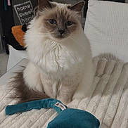 Bouboum participe au concours pour gagner de l'argent avec cette photo : cat, fluffy, blue_eyes, white_blanket, plush_toy, indoor, home_decor, pet, feline, cozy, sitting, soft_texture, cute, domestic, animal, relaxed, fur, toy, background, comfort