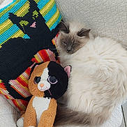 Bouboum a rejoint le concours — aidez-le/la à gagner de superbes lots ! cat, closeup, colorful_pillow, couch, cozy, fluffy_fur, home_decor, indoor, knitted_pillow, pattern, pet, pillow, plush_toy, ragdoll_cat, resting, sleepy, stuffed_animal, tile_floor, whiskers, white_blanket