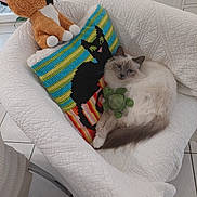 Boumboum a rejoint le concours — aidez-le/la à gagner de superbes lots ! cat, kitten, fluffy, cream_fur, blue_eyes, pet, stuffed_animal, toy, green_toy, chair, quilted_chair, pillow, striped_pillow, indoors, living_room, cozy, sitting, lounging, portrait, home_decor