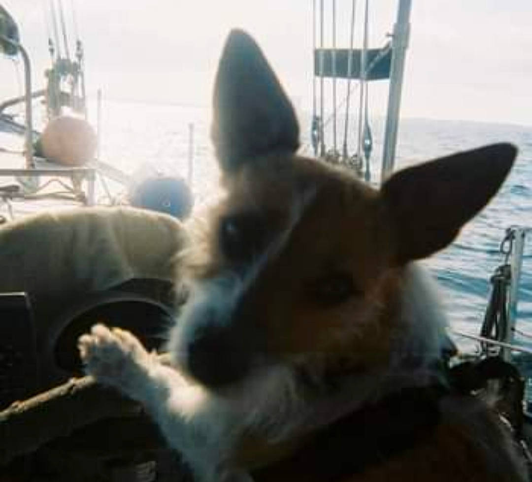 Ellie May joined the competition — help win amazing prizes! canidae, carnivore, comfort, companion_dog, corgi_chihuahua, dog, dog_breed, ear, fur, non_sporting_group, paw, puppy, sky, sporting_group, tail, toy_dog, water, whiskers, working_animal, working_dog