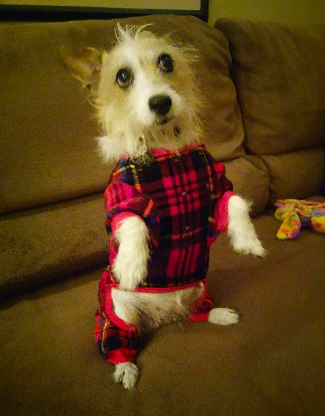 Ellie May joined the competition — help win amazing prizes! carnivore, christmas, companion_dog, dog, dog_breed, dog_clothes, dog_supply, doll, fawn, fictional_character, fur, holiday, pattern, plaid, sleeve, stuffed_toy, tail, tartan, toy, toy_dog