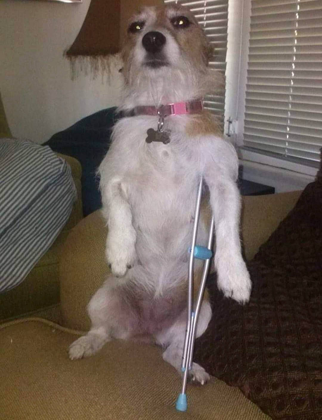 Ellie May is registered to the contest to win money with this photo: canidae, carnivore, collar, companion_dog, dog, dog_breed, dog_supply, fawn, fur, liver, non_sporting_group, pet_supply, small_terrier, snout, sporting_group, tail, toy_dog, window, window_blind, working_animal