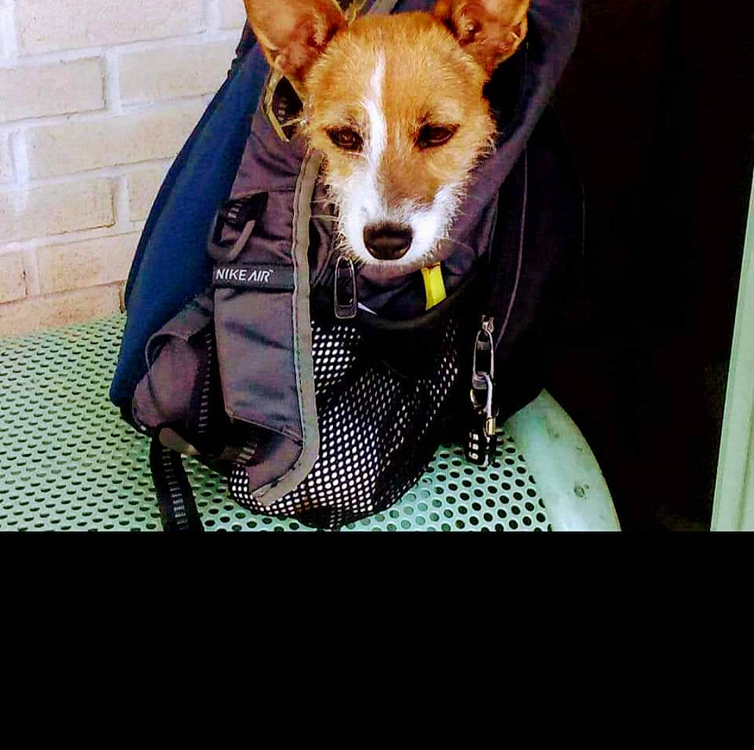 Ellie May joined the competition — help win amazing prizes! bag, canidae, carnivore, companion_dog, dog, dog_breed, dog_supply, fashion_accessory, fawn, fur, luggage_and_bags, pattern, rectangle, sleeve, snout, sporting_group, tail, terrestrial_animal, whiskers, working_animal