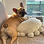 dog, french_bulldog, couch, pillow, indoor, pet, relaxed, cozy, light, window, fur, animal, cute, looking_back, ears, paw, home, comfort, resting, blanket