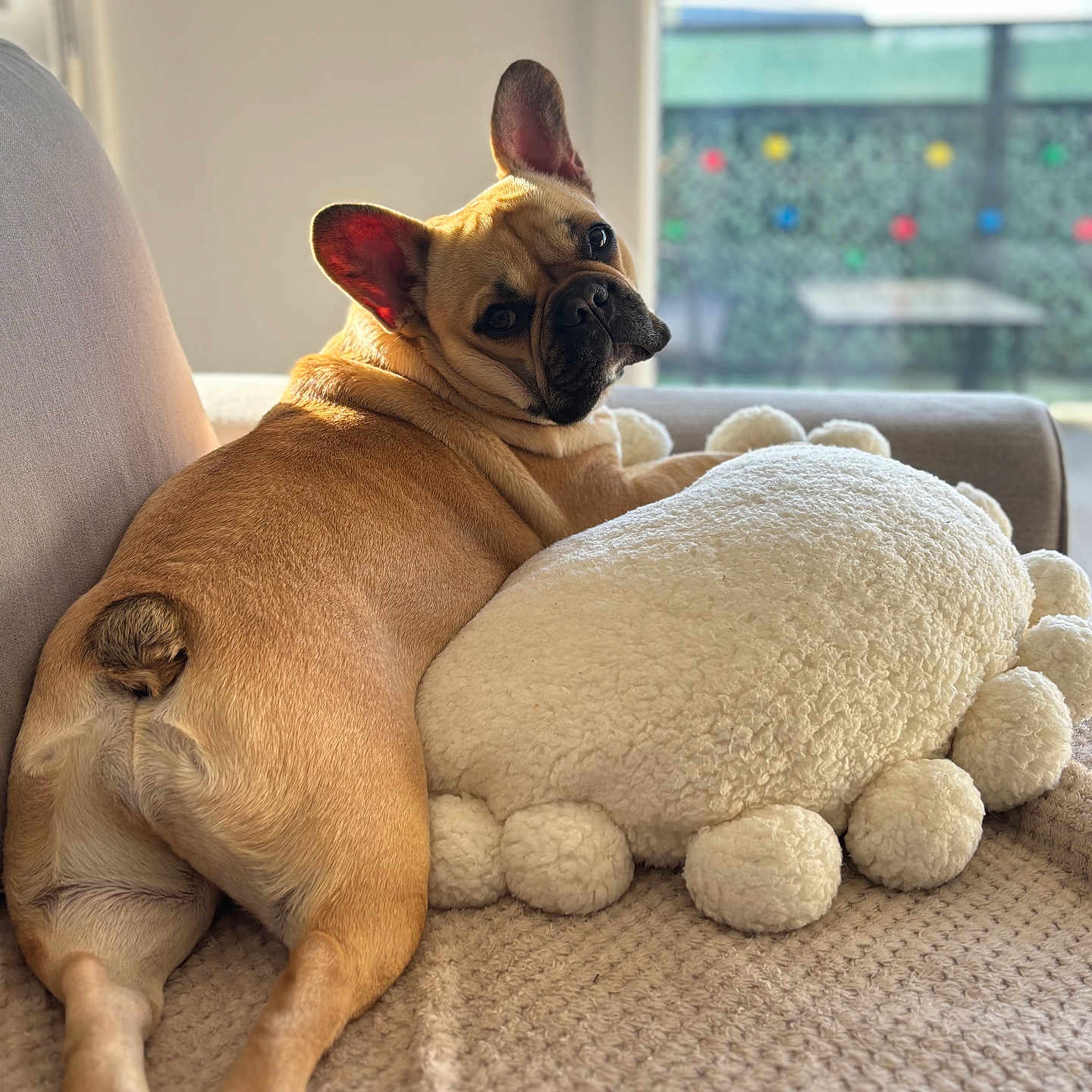 Vanille a rejoint le concours — aidez-le/la à gagner de superbes lots ! animal, blanket, comfort, couch, cozy, cute, dog, ears, french_bulldog, fur, home, indoor, light, looking_back, paw, pet, pillow, relaxed, resting, window