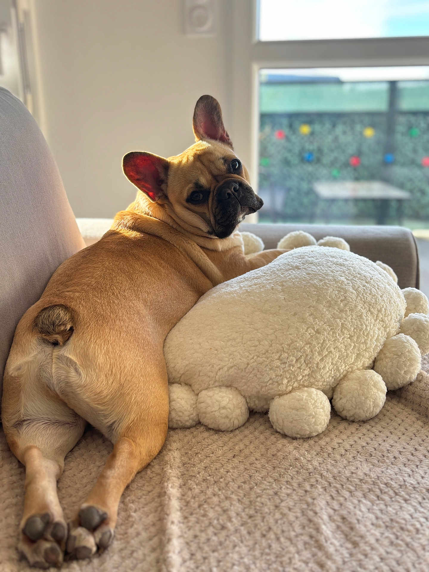 Vanille a rejoint le concours — aidez-le/la à gagner de superbes lots ! dog, french_bulldog, couch, pillow, indoor, pet, relaxed, cozy, light, window, fur, animal, cute, looking_back, ears, paw, home, comfort, resting, blanket