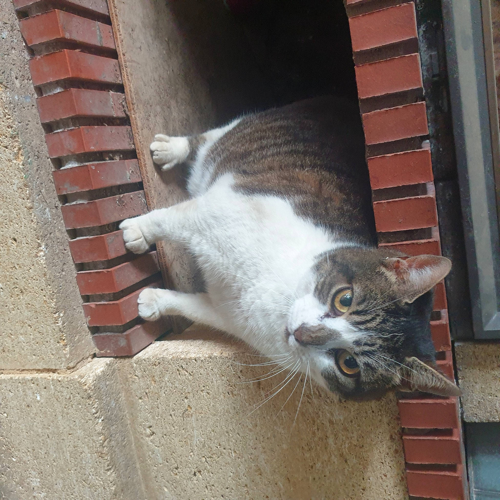 Canelle a rejoint le concours — aidez-le/la à gagner de superbes lots ! brick, brickwork, building_material, carnivore, cat, domestic_short_haired_cat, door, fawn, felidae, fur, metal, small_to_medium_sized_cats, snout, tail, terrestrial_animal, whiskers, window, wood