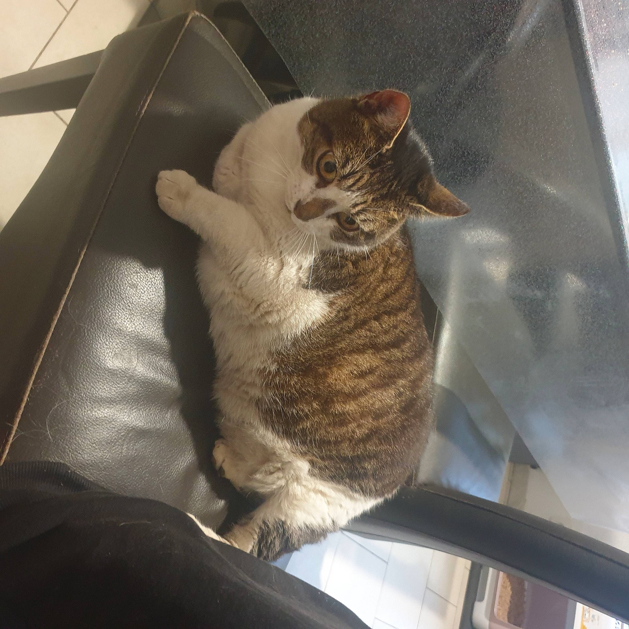 Canelle participe au concours pour gagner de l'argent avec cette photo : carnivore, cat, comfort, domestic_short_haired_cat, eye, fawn, felidae, fur, head, human_body, lap, leg, metal, paw, small_to_medium_sized_cats, snout, tail, whiskers, window, windshield