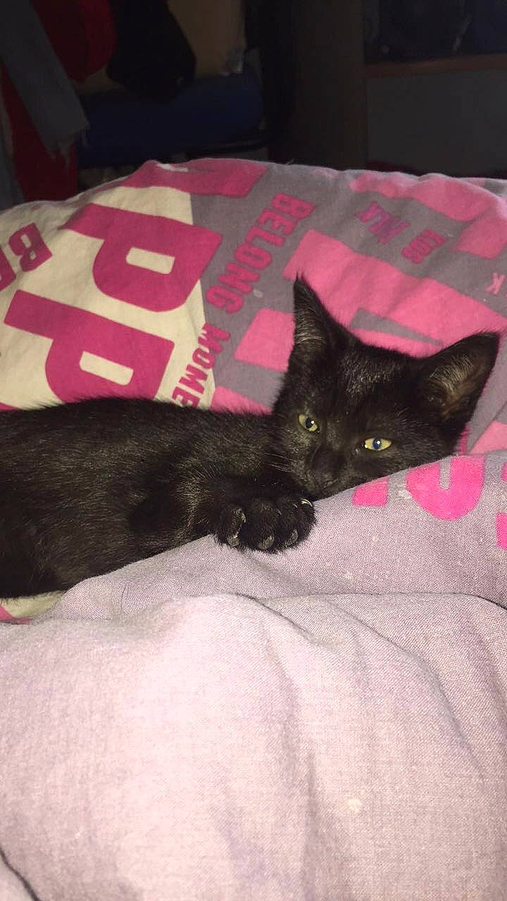 Rebelle a rejoint le concours — aidez-le/la à gagner de superbes lots ! bed, bedding, black_cat, blanket, bombay, carnivore, cat, claw, comfort, domestic_short_haired_cat, felidae, fur, grey, linens, room, small_to_medium_sized_cats, tail, terrestrial_animal, vertebrate, whiskers