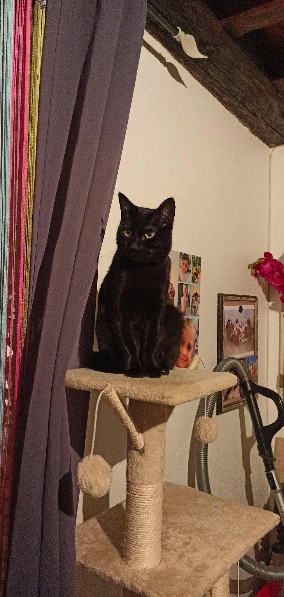 Rebelle a rejoint le concours — aidez-le/la à gagner de superbes lots ! black_cat, bombay, carnivore, cat, cat_supply, chair, curtain, domestic_short_haired_cat, felidae, fur, houseplant, pattern, pet_supply, room, shelf, small_to_medium_sized_cats, tail, textile, whiskers, wood