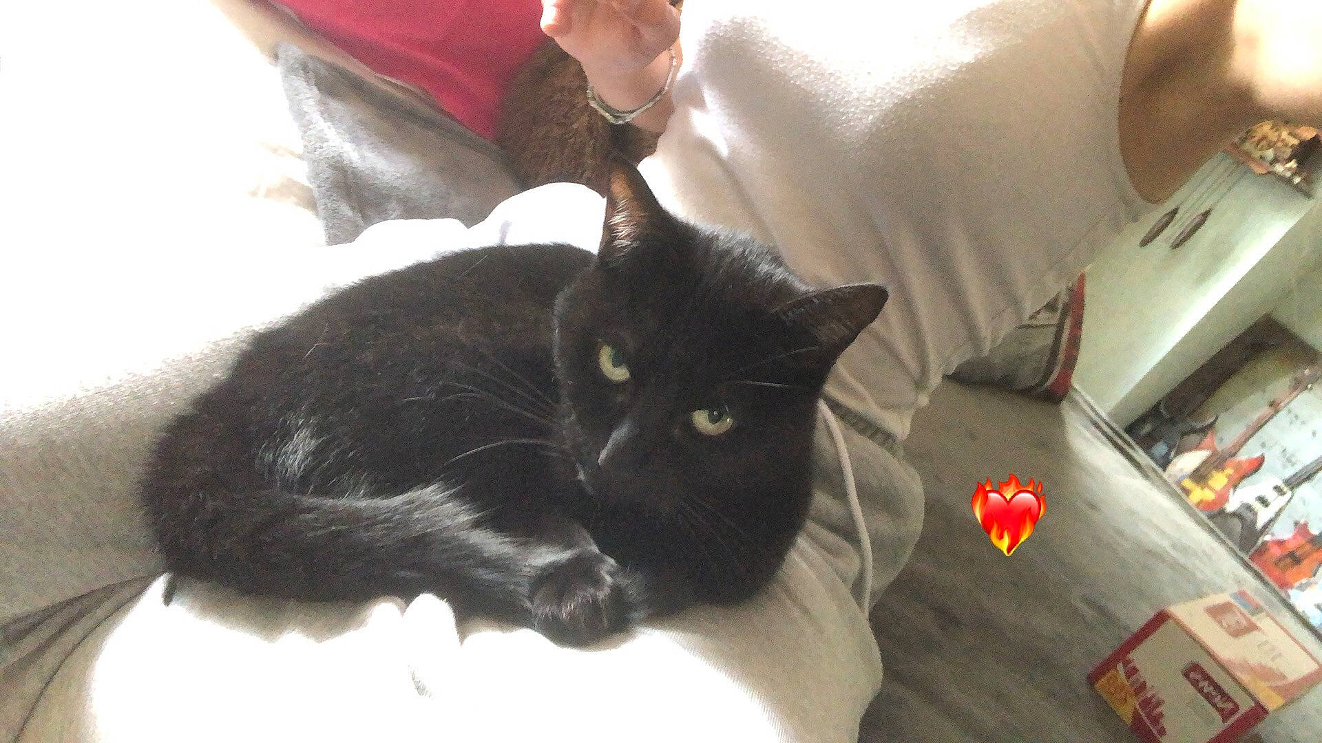 Rebelle participe au concours pour gagner de l'argent avec cette photo : black_cat, bombay, carmine, carnivore, cat, claw, comfort, domestic_short_haired_cat, felidae, fur, paw, plant, small_to_medium_sized_cats, snout, tail, whiskers