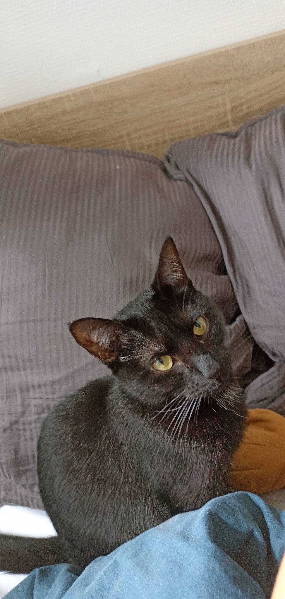 Rebelle participe au concours pour gagner de l'argent avec cette photo : bedding, black_cat, carnivore, cat, cat_supply, comfort, domestic_short_haired_cat, felidae, fur, grey, linens, room, small_to_medium_sized_cats, snout, tail, terrestrial_animal, whiskers