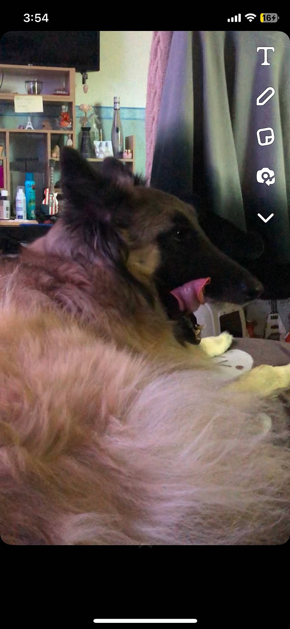 Tyson participe au concours pour gagner de l'argent avec cette photo : canidae, carnivore, companion_dog, dog, dog_breed, fang, felidae, fur, giant_dog_breed, magenta, old_german_shepherd_dog, paw, small_to_medium_sized_cats, snout, terrestrial_animal, whiskers, working_animal, working_dog